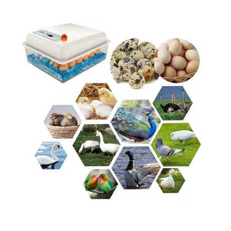 Inkubátor, liaheň 20 vajec sliepky na vodnom lôžku
