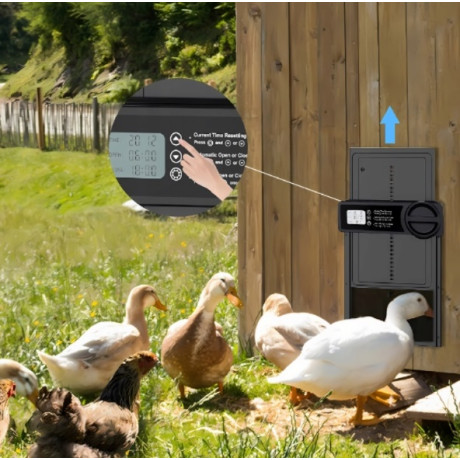 dvířka slepice kurník