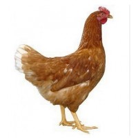 Free time, gifts, others